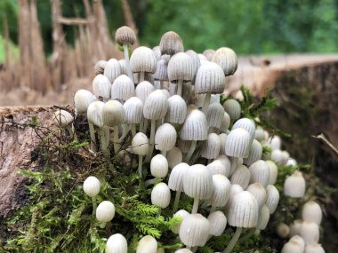 Slovenya (Krajinski parkı Rakov Skocjan, Slovenya) - Notranjska Bölgesel Parkı, Slovenya - Kerknica, Rak nehrinin orman vadisindeki yaşlı bir ağacın kütüğündeki genç mantarlar)