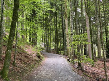 Giessbachfalle Oder Giessbachfaelle şelalesi boyunca yürüyüş, yürüyüş, spor ve dinlenme yolları ve dere vadisi Brienz - Bern Kantonu, İsviçre / Kanton Bern, Schweiz