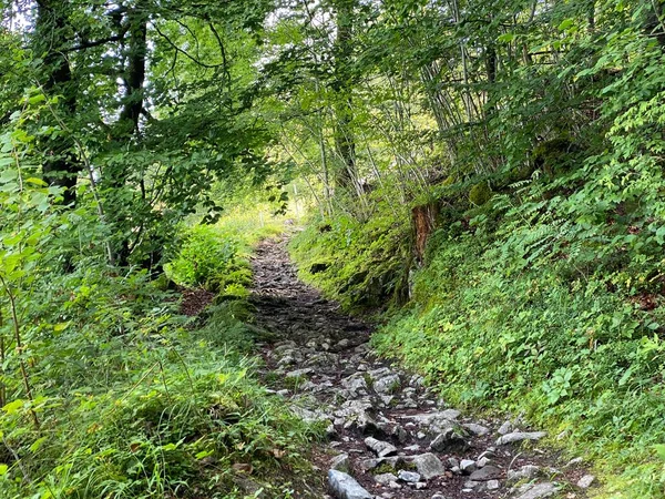 Giessbachfalle Oder Giessbachfaelle Şelalesi Boyunca Yürüyüş Yürüyüş Spor Dinlenme Yolları — Stok fotoğraf