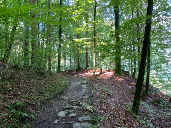 Trilhas Para Caminhadas Caminhadas Esportes Recreação Longo Das Cachoeiras Giessbach — Fotografia de Stock