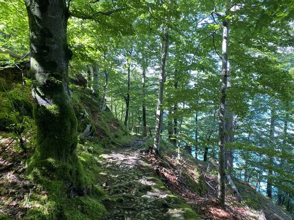 Trails for walking, hiking, sports and recreation along the waterfalls Giessbach Falls (Giessbachfalle oder Giessbachfaelle) and in the creek valley, Brienz - Canton of Bern, Switzerland / Kanton Bern, Schweiz