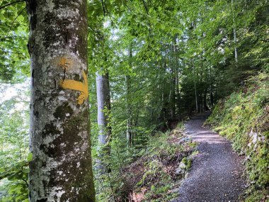 Giessbach Şelalesi (Giessbachfalle Oder Giessbachfaelle) ve dere vadisi Brienz - Bern Kantonu, İsviçre / Kanton Bern, Schweiz