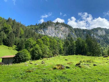 Giessbach Doğa Parkı 'ndaki çayırlarda ve dağ yamaçlarında Bern Kantonu (Kanton Bern, Schweiz)