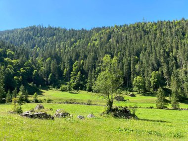 Giessbach Doğa Parkı 'ndaki çayırlarda ve dağ yamaçlarında Bern Kantonu (Kanton Bern, Schweiz)