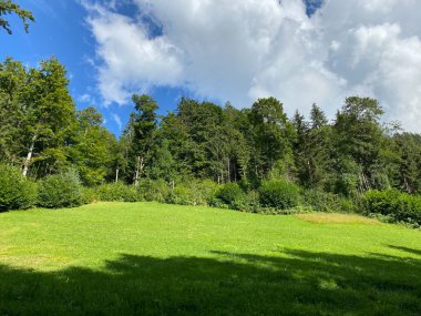Giessbach Doğa Parkı 'ndaki çayırlarda ve dağ yamaçlarında Bern Kantonu (Kanton Bern, Schweiz)