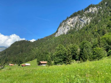 Karışık ormanlar ve seyreltilmiş ağaçlar Giessbach Doğa Parkı 'nda ve dağ tepelerinde Bernese Alpleri, Brienz - Bern Kantonu, İsviçre (Kanton Bern, Schweiz)