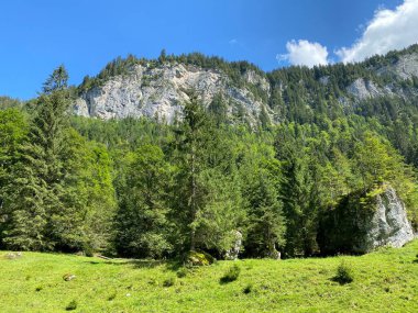 Karışık ormanlar ve seyreltilmiş ağaçlar Giessbach Doğa Parkı 'nda ve dağ tepelerinde Bernese Alpleri, Brienz - Bern Kantonu, İsviçre (Kanton Bern, Schweiz)
