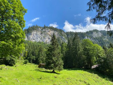 Karışık ormanlar ve seyreltilmiş ağaçlar Giessbach Doğa Parkı 'nda ve dağ tepelerinde Bernese Alpleri, Brienz - Bern Kantonu, İsviçre (Kanton Bern, Schweiz)