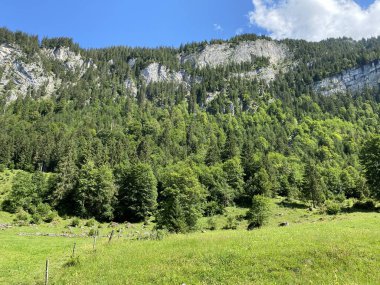 Karışık ormanlar ve seyreltilmiş ağaçlar Giessbach Doğa Parkı 'nda ve dağ tepelerinde Bernese Alpleri, Brienz - Bern Kantonu, İsviçre (Kanton Bern, Schweiz)