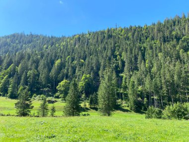 Karışık ormanlar ve seyreltilmiş ağaçlar Giessbach Doğa Parkı 'nda ve dağ tepelerinde Bernese Alpleri, Brienz - Bern Kantonu, İsviçre (Kanton Bern, Schweiz)