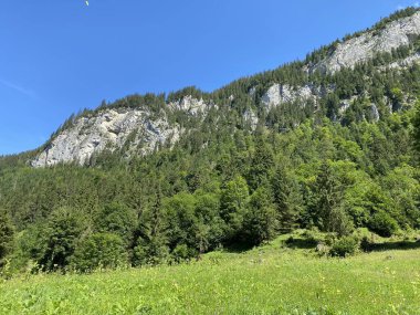Karışık ormanlar ve seyreltilmiş ağaçlar Giessbach Doğa Parkı 'nda ve dağ tepelerinde Bernese Alpleri, Brienz - Bern Kantonu, İsviçre (Kanton Bern, Schweiz)