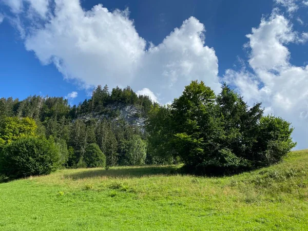 Giessbach Doğa Parkı 'ndaki çayırlarda ve dağ yamaçlarında Bern Kantonu (Kanton Bern, Schweiz)