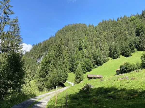 Gemengde Bossen Uitgedunde Bomen Het Natuurpark Giessbach Hellingen Van Een — Stockfoto