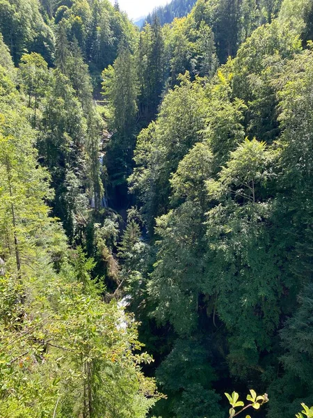 Hutan Campuran Dan Pohon Menipis Taman Alam Giessbach Dan Lereng — Stok Foto