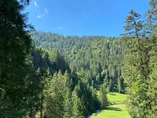 ハイスバッハ自然公園や山塊の斜面の森と間伐材 Bernese Alps Brienz Canton Bern Switzerland スイス ベルン州 カントン — ストック写真