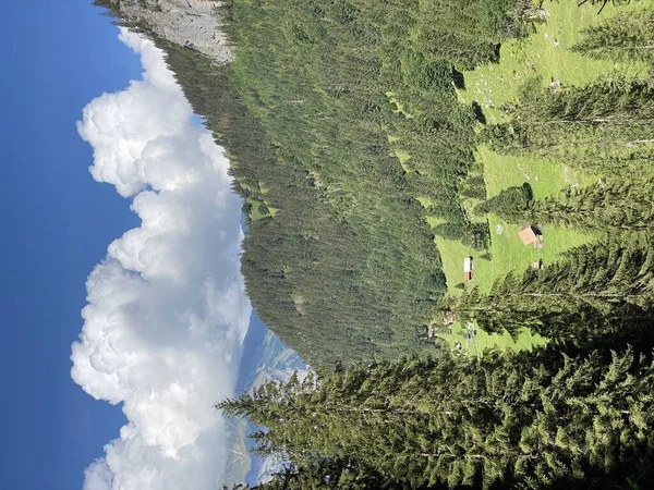 Blandskogar Och Gallrade Träd Naturparken Giessbach Och Sluttningarna Ett Bergsmassiv — Stockfoto