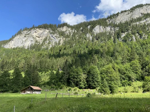 Boschi Misti Alberi Assottigliati Nel Parco Naturale Giessbach Sulle Pendici — Foto Stock