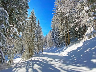 Schwaegalp dağ geçidi, Appenzell Ausserrhoden Kantonu, İsviçre 'de, saf beyaz kar örtüsü üzerinde sihirli bir ışık ve gölge oyunu.