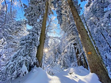 Schwaegalp dağ geçidi, Appenzell Ausserrhoden Kantonu, İsviçre 'de, saf beyaz kar örtüsü üzerinde sihirli bir ışık ve gölge oyunu.