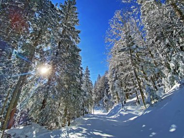 Schwaegalp dağ geçidi, Appenzell Ausserrhoden Kantonu, İsviçre 'de, saf beyaz kar örtüsü üzerinde sihirli bir ışık ve gölge oyunu.