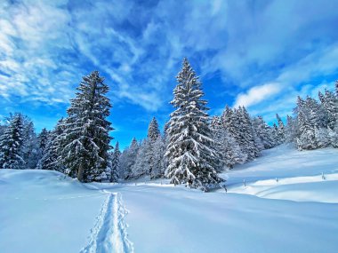 İsviçre Alpleri, Schwaegalp dağ geçidi - Appenzell Ausserrhoden Kantonu, İsviçre / Schweiz 'in taze dağlık kar örtüsünde harika kış yürüyüşü yolları ve izleri.