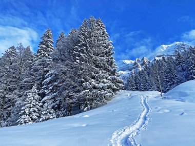 İsviçre Alpleri, Schwaegalp dağ geçidi - Appenzell Ausserrhoden Kantonu, İsviçre / Schweiz 'in taze dağlık kar örtüsünde harika kış yürüyüşü yolları ve izleri.