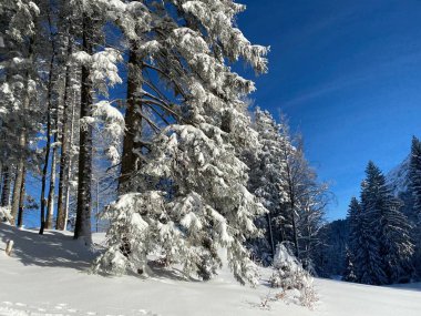 İsviçre Alpleri 'nde kış karları kaplanmış gerçekçi olamayacak kadar güzel dağlık tepecikler, Schwaegalp dağ geçidi - Appenzell Ausserrhoden Kantonu, İsviçre / Schweiz