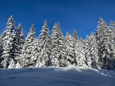 İsviçre Alpleri 'nde kış karları kaplanmış gerçekçi olamayacak kadar güzel dağlık tepecikler, Schwaegalp dağ geçidi - Appenzell Ausserrhoden Kantonu, İsviçre / Schweiz