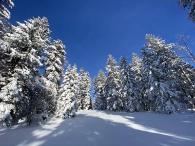İsviçre Alpleri 'nde kış karları kaplanmış gerçekçi olamayacak kadar güzel dağlık tepecikler, Schwaegalp dağ geçidi - Appenzell Ausserrhoden Kantonu, İsviçre / Schweiz