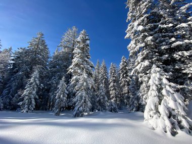 İsviçre Alpleri 'nde kış karları kaplanmış gerçekçi olamayacak kadar güzel dağlık tepecikler, Schwaegalp dağ geçidi - Appenzell Ausserrhoden Kantonu, İsviçre / Schweiz