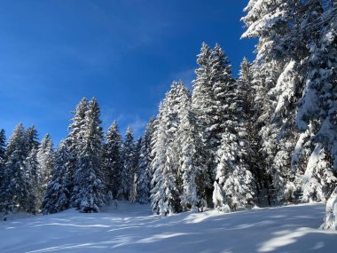 İsviçre Alpleri 'nde kış karları kaplanmış gerçekçi olamayacak kadar güzel dağlık tepecikler, Schwaegalp dağ geçidi - Appenzell Ausserrhoden Kantonu, İsviçre / Schweiz