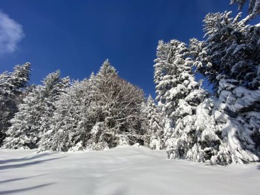 İsviçre Alpleri 'nde kış karları kaplanmış gerçekçi olamayacak kadar güzel dağlık tepecikler, Schwaegalp dağ geçidi - Appenzell Ausserrhoden Kantonu, İsviçre / Schweiz