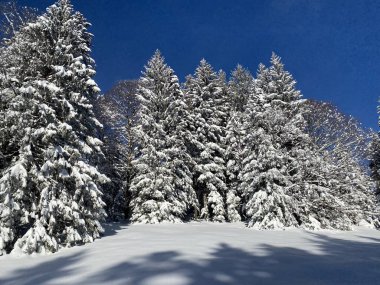 İsviçre Alpleri 'nde kış karları kaplanmış gerçekçi olamayacak kadar güzel dağlık tepecikler, Schwaegalp dağ geçidi - Appenzell Ausserrhoden Kantonu, İsviçre / Schweiz