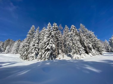 İsviçre Alpleri 'nde kış karları kaplanmış gerçekçi olamayacak kadar güzel dağlık tepecikler, Schwaegalp dağ geçidi - Appenzell Ausserrhoden Kantonu, İsviçre / Schweiz