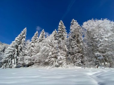 İsviçre Alpleri 'nde kış karları kaplanmış gerçekçi olamayacak kadar güzel dağlık tepecikler, Schwaegalp dağ geçidi - Appenzell Ausserrhoden Kantonu, İsviçre / Schweiz