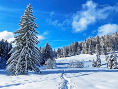 İsviçre Alpleri 'nde kış karları kaplanmış gerçekçi olamayacak kadar güzel dağlık tepecikler, Schwaegalp dağ geçidi - Appenzell Ausserrhoden Kantonu, İsviçre / Schweiz