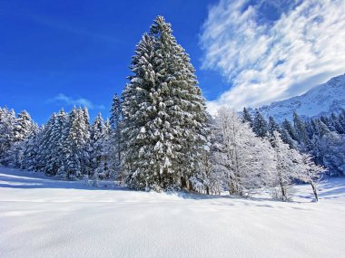 İsviçre Alpleri 'nde kış karları kaplanmış gerçekçi olamayacak kadar güzel dağlık tepecikler, Schwaegalp dağ geçidi - Appenzell Ausserrhoden Kantonu, İsviçre / Schweiz