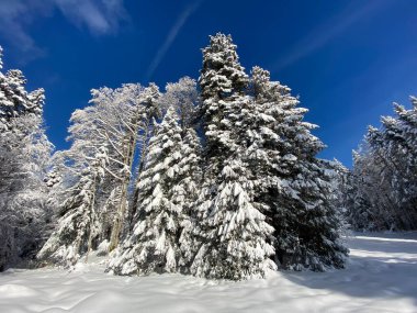 İsviçre Alpleri 'nde kış karları kaplanmış gerçekçi olamayacak kadar güzel dağlık tepecikler, Schwaegalp dağ geçidi - Appenzell Ausserrhoden Kantonu, İsviçre / Schweiz