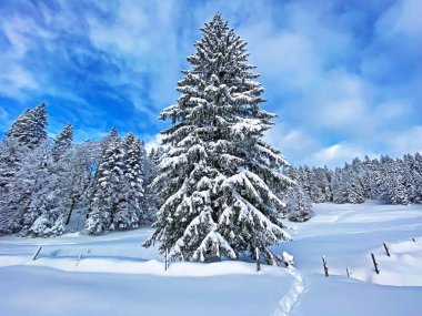 İsviçre Alpleri 'nde kış karları kaplanmış gerçekçi olamayacak kadar güzel dağlık tepecikler, Schwaegalp dağ geçidi - Appenzell Ausserrhoden Kantonu, İsviçre / Schweiz