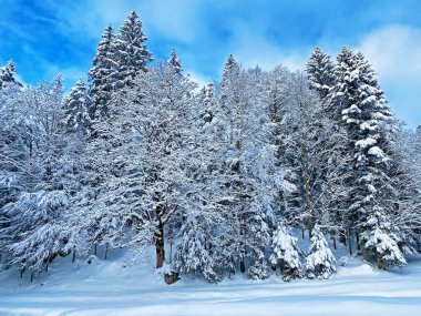 İsviçre Alpleri 'nde kış karları kaplanmış gerçekçi olamayacak kadar güzel dağlık tepecikler, Schwaegalp dağ geçidi - Appenzell Ausserrhoden Kantonu, İsviçre / Schweiz