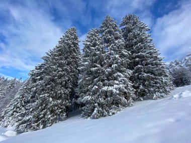 İsviçre Alpleri 'nde kış karları kaplanmış gerçekçi olamayacak kadar güzel dağlık tepecikler, Schwaegalp dağ geçidi - Appenzell Ausserrhoden Kantonu, İsviçre / Schweiz