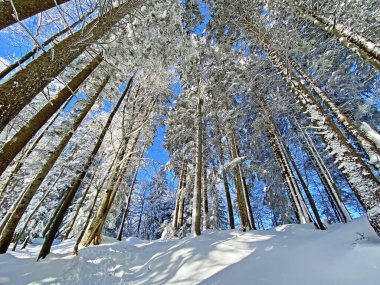 İsviçre Alpleri, Schwaegalp dağ geçidi - Appenzell Ausserrhoden Kantonu, İsviçre / Schweiz