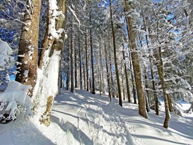 İsviçre Alpleri, Schwaegalp dağ geçidi - Appenzell Ausserrhoden Kantonu, İsviçre / Schweiz