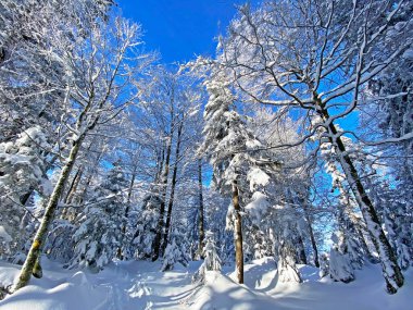 İsviçre Alpleri, Schwaegalp dağ geçidi - Appenzell Ausserrhoden Kantonu, İsviçre / Schweiz