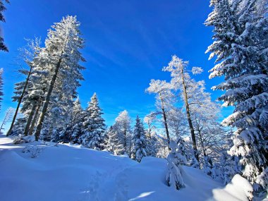 İsviçre Alpleri, Schwaegalp dağ geçidi - Appenzell Ausserrhoden Kantonu, İsviçre / Schweiz