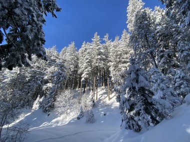 İsviçre Alpleri, Schwaegalp dağ geçidi - Appenzell Ausserrhoden Kantonu, İsviçre / Schweiz
