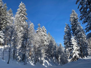 İsviçre Alpleri, Schwaegalp dağ geçidi - Appenzell Ausserrhoden Kantonu, İsviçre / Schweiz