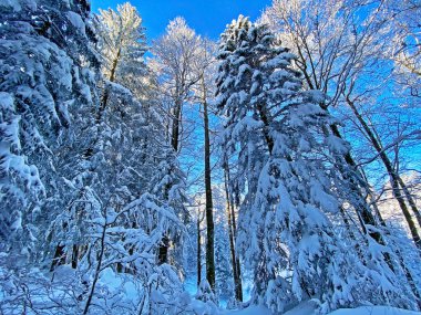 İsviçre Alpleri, Schwaegalp dağ geçidi - Appenzell Ausserrhoden Kantonu, İsviçre / Schweiz