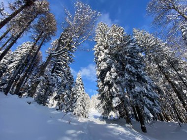 İsviçre Alpleri, Schwaegalp dağ geçidi - Appenzell Ausserrhoden Kantonu, İsviçre / Schweiz