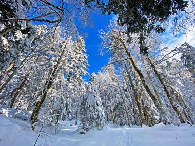 İsviçre Alpleri, Schwaegalp dağ geçidi - Appenzell Ausserrhoden Kantonu, İsviçre / Schweiz